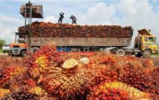 Berharap Uluran Tangan Pemerintah Hadapi Paceklik Harga Sawit