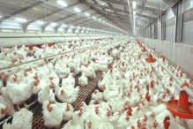 Otoritas Ultimatum Operator Judi Sabung Ayam Segera Bayar Pajak