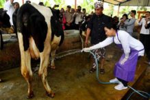 Industri Pengolahan Susu Bangun Mega Farm Dijanjikan Insentif