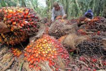 Rugikan Petani, Kadin Minta Menkeu Hapus PPN Produk Perkebunan