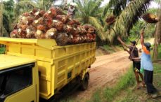 KPK Soroti Semakin Rendahnya Kontribusi Pajak Industri Kelapa Sawit