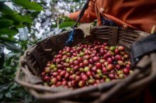 Pembebasan PPN Perkebunan Masih Tersendat