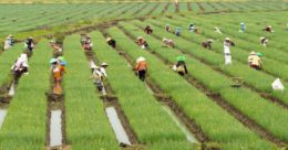 Ini Harapan BKF Soal Penggunaan DPP Nilai Lain Produk Pertanian