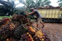 Harga CPO kembali turun, pelaku pasar tunggu arah ekonomi tahun ini