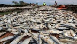 KKP Usul Diskon Pajak 30 Persen untuk Pengolahan Ikan
