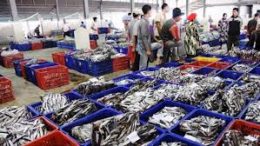 Kadin Dorong Insentif Fiskal bagi Industri Perikanan