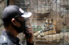Satwa Kebun Binatang Terancam Kelaparan, KLHK Bantu Pakai Prioritas