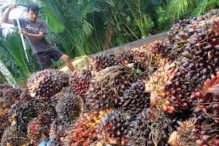 Penjualan Sampoerna Agro Tumbuh 19,3% di Kuartal I – 2020