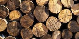 Strategi pelaku usaha tingkatkan penjualan kayu ke luar negeri