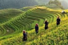 Petani Beromzet Besar Bakal Kena Pajak