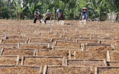 Ada yang Bermain! HJE Rokok 100 Persen Dinilai Tak Tepat