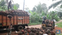 Kontrak CPO Diobral, Harga Jatuh karena Ambil Untung