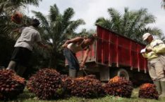 Ini rekomendasi saham emiten CPO usai India kenakan tambahan pajak impor