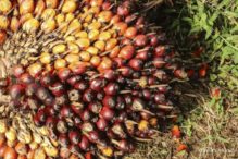 India kenakan tambahan pajak impor CPO, begini prospeknya menurut analis