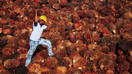 Saat Harga Melonjak CPO Dikenakan Pajak, Bagaimana Dampaknya?
