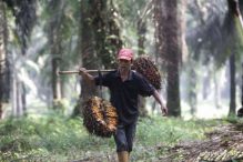 Pelan Tapi Pasti, Harga CPO Bangkit! Hari Ini Naik 1%