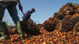 Importir Terbesar Minyak Nabati Dunia Turunkan Pajak, Bagaimana dengan Sawit?