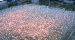 Celah Kejahatan Pajak dalam Bisnis Perikanan