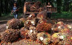 Aneh! Harga CPO Turun, Minyak Goreng Curah Malah Naik