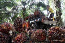Girang Ketiban Durian Runtuh, Malaysia Ingin Pangkas Pajak Ekspor CPO