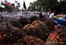 Penerimaan pajak sawit Riau masih minim dari lahan 3,9 juta hektare