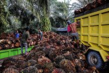Produksi sawit di Riau sumbang 42,7 persen penerimaan pajak