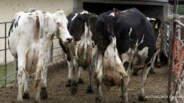 Selandia Baru Bersitegang dengan Kanada Terkait Sengketa Perdagangan Susu