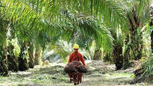 Pemilik 9 Juta Ha Lahan Sawit Tidak Bayar Pajak