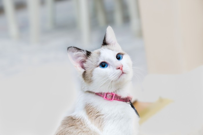 RUU Kontroversial dari Kenya: Pajak Kucing